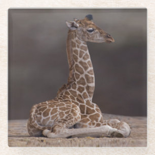 Dessous-de-verre En Verre Dessous de verre Girafe nouveau-né