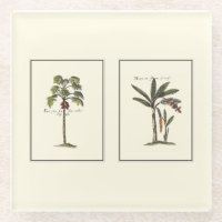 Deux mini palmiers encadrés