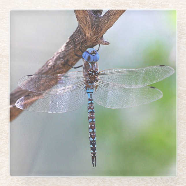 Dessous-de-verre En Verre Dragonfly aux yeux bleus (Devant)