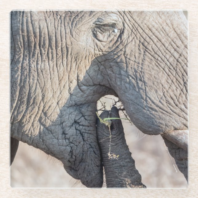 Dessous-de-verre En Verre Elephant feeding (Devant)
