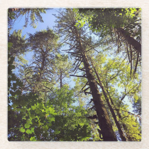 Dessous-de-verre En Verre En regardant les arbres