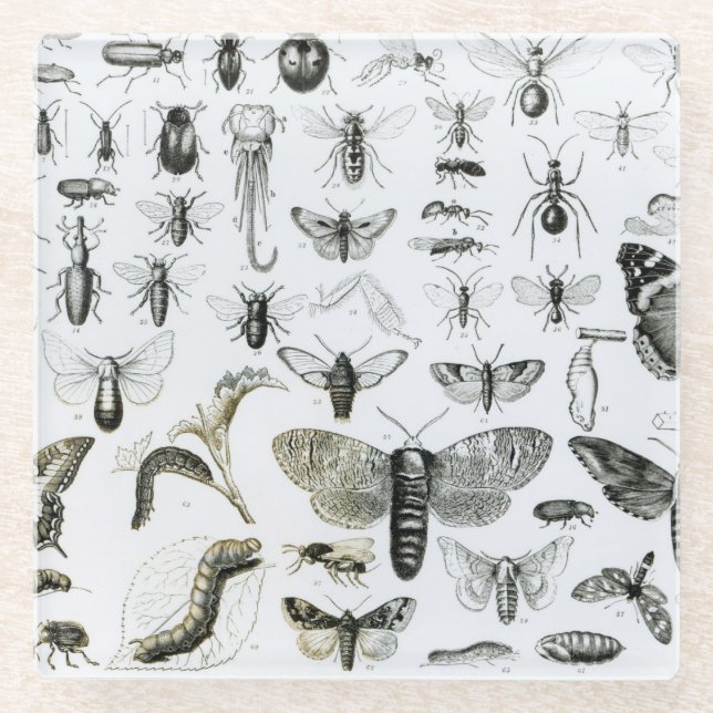 Dessous-de-verre En Verre Entomologie (Devant)