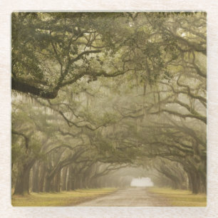 Dessous-de-verre En Verre États-Unis, Géorgie, Savannah, Une allée bordée de