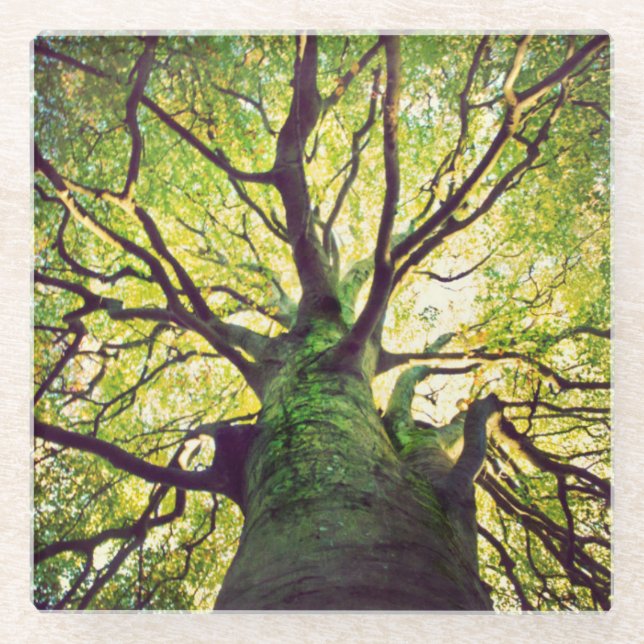 Dessous-de-verre En Verre Étreindre d'arbre (Devant)