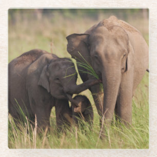 Dessous-de-verre En Verre Famille d'éléphants d'Asie indiens dans la savane