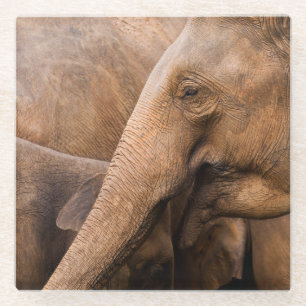 Dessous-de-verre En Verre Famille des éléphants : Faune majestueuse