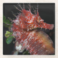 Femelle Begur de poney de l'hippocampe |