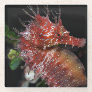 Dessous-de-verre En Verre Femelle Begur de poney de l'hippocampe  