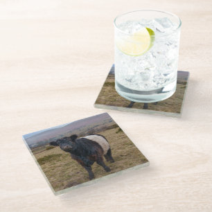 Dessous-de-verre En Verre Fier debout de la ceinture Galloway sur Dartmoor F