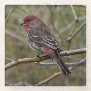 Dessous-de-verre En Verre Finch pourpre