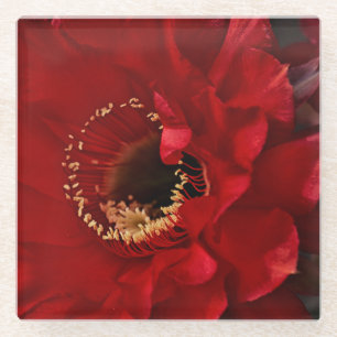 Dessous-de-verre En Verre Fleur de cactus de secours