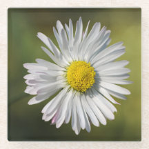 Fleur de marguerite