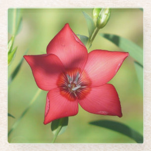 Dessous-de-verre En Verre Fleur Étoile Rouge Feuillage Vert