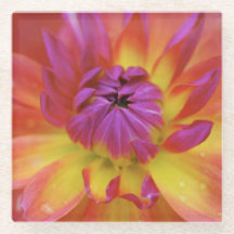 Fleur magenta et jaune