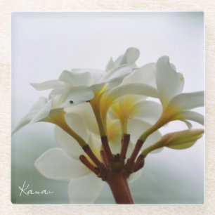 Dessous-de-verre En Verre Fleurs de Plumeria blanches Kauai (photo prise par