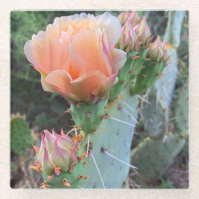Dessous-de-verre En Verre Fleurs du désert rose pâle - Cactus Blooms Photo (Devant)