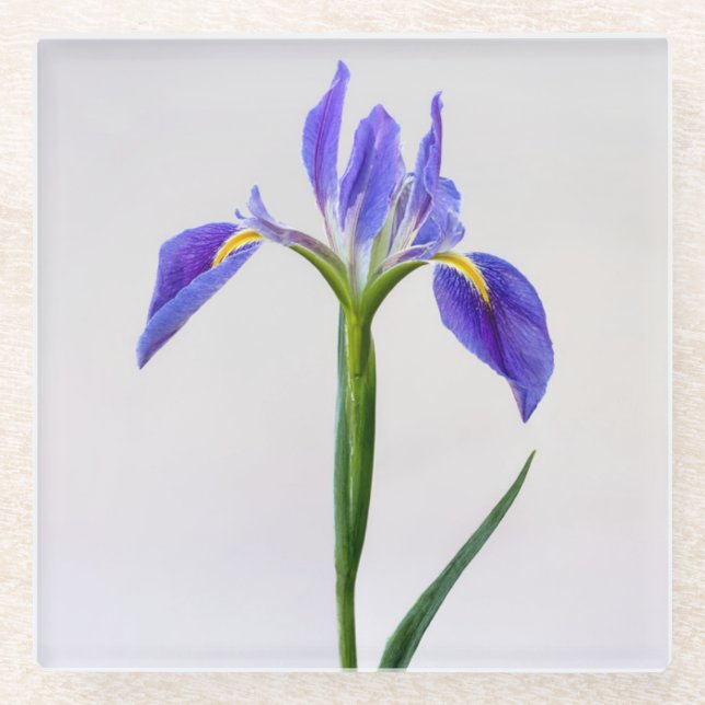 Dessous-de-verre En Verre Fleurs | Fleur Iris Violet (Devant)