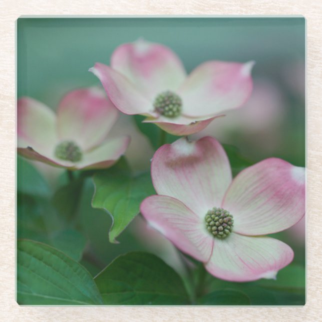Dessous-de-verre En Verre Flowers (homonymie) | Blossoms de Dogwood (Devant)