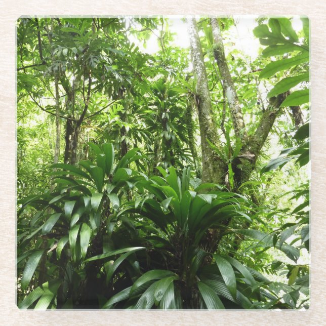 Dessous-de-verre En Verre Forêt de pluie dominicaine I Nature verte tropical (Devant)