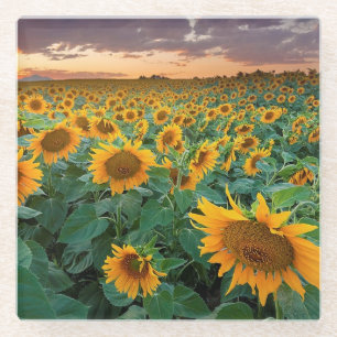Dessous-de-verre En Verre Gisement de tournesol dans Longmont, le Colorado