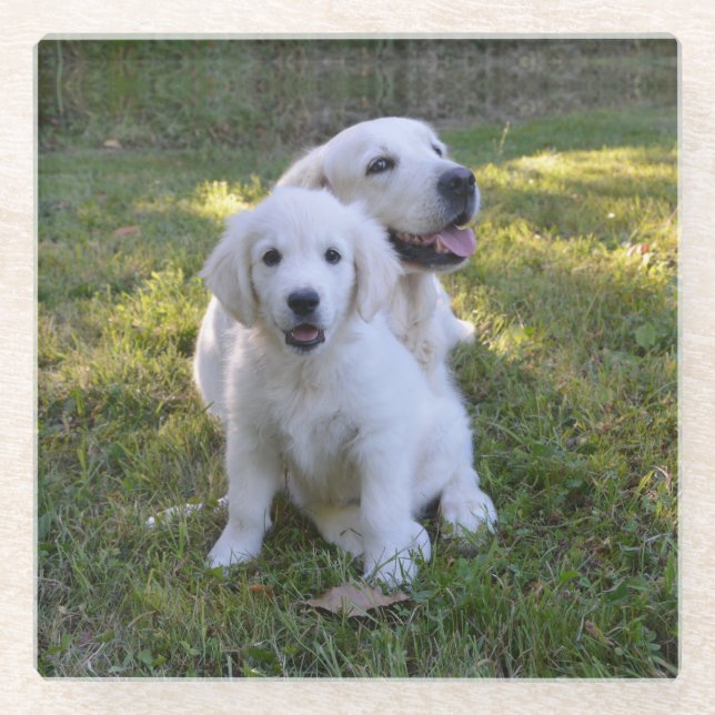 Dessous-de-verre En Verre Golden Retriever maman et chiot (Devant)