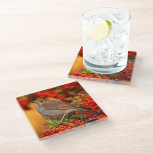 Dessous-de-verre En Verre Grive solitaire époustouflante sur un buisson de b