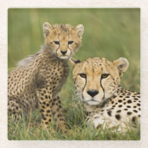 Dessous-de-verre En Verre Guépard, Acinonyx jubatus, avec petit