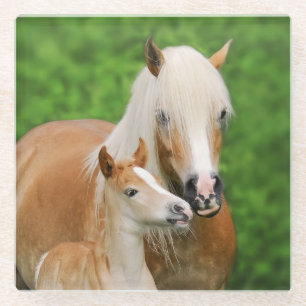 Dessous-de-verre En Verre Haflinger Horse mignon Bébé Foal Baiser Mum Pony