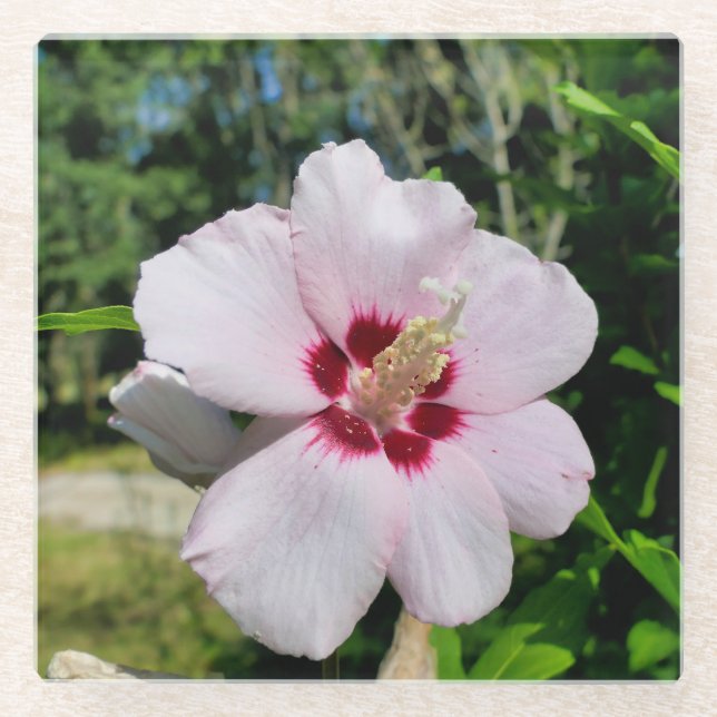Dessous-de-verre En Verre Hibiscus (Devant)