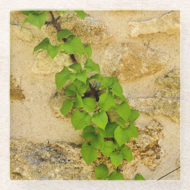 Dessous-de-verre En Verre Hydrangea petiolaris (Devant)