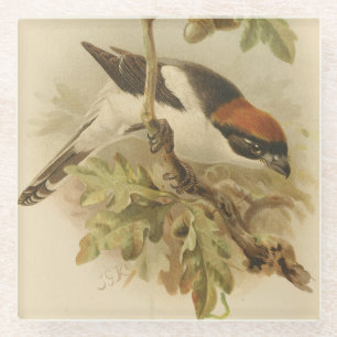 Dessous-de-verre En Verre Illustration vintage de Pie-grièche d'été