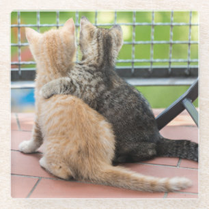Dessous-de-verre En Verre Images de Getty deux chatons sur un balcon