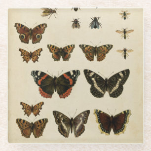 Dessous-de-verre En Verre Insectes de jardin par le studio de vision