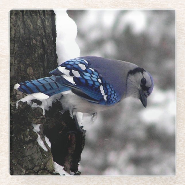 Dessous-de-verre En Verre Jay bleu hiver (Devant)