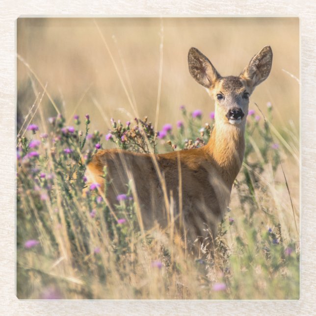 Dessous-de-verre En Verre Jeune cerf de chevreuil dans le pré (Devant)