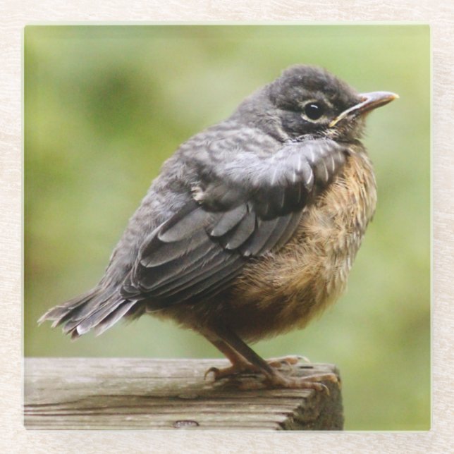 Dessous-de-verre En Verre Jeune Robin (Devant)