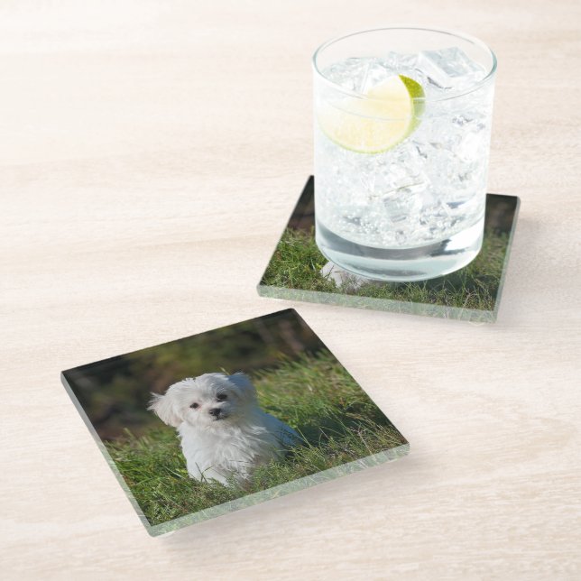 Dessous-de-verre En Verre Joli chiot blanc (Incliné)