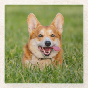 Dessous-de-verre En Verre Joli Corgi Jouant dans l'Herbe