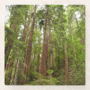 Dessous-de-verre En Verre Jusqu'aux séquoias I à Muir Woods National Monumen