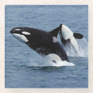 Dessous-de-verre En Verre Killer whales
