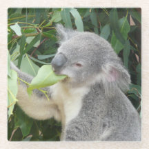 Koala mangeant une feuille d'eucalyptus