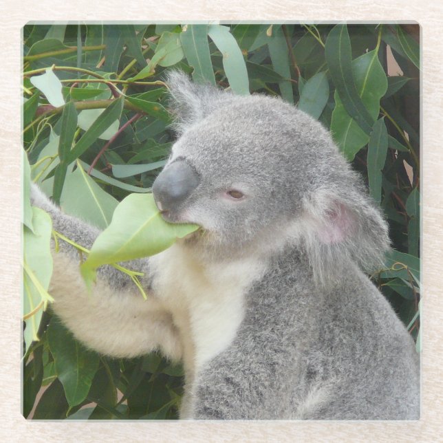 Dessous-de-verre En Verre Koala mangeant une feuille d'eucalyptus (Devant)