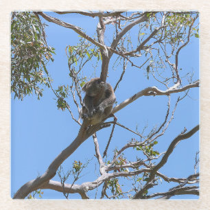 Dessous-de-verre En Verre Koala Nap