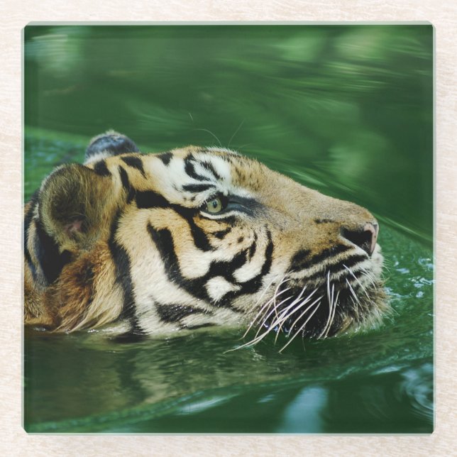Dessous-de-verre En Verre La natation face Tigre en Malaisie (Devant)