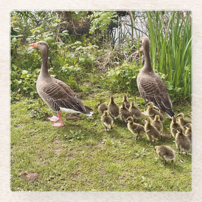 Dessous-de-verre En Verre La vie de canard. (Devant)