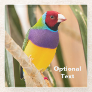 Dessous-de-verre En Verre Lady Gouldian Finch