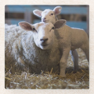 Dessous-de-verre En Verre L'Allemagne, les moutons et l'agneau se trouvant