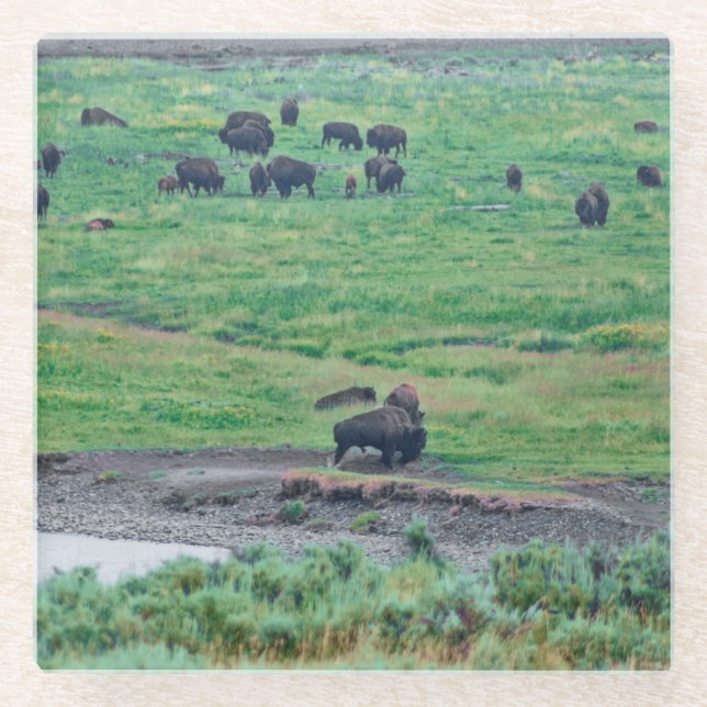 Dessous-de-verre En Verre Le bison américain (Devant)
