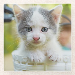 Dessous-de-verre En Verre Le chaton monte un vélo