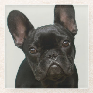 Dessous-de-verre En Verre Le chiot le plus mignon de bouledogue français